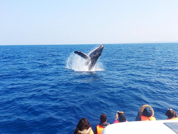 季節限定　沖繩觀賞野生座頭鯨