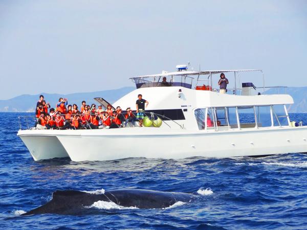 季節限定　沖繩觀賞野生座頭鯨