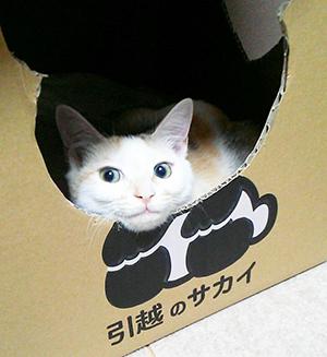 貓奴必睇！DIY 貓の紙箱部屋！ 