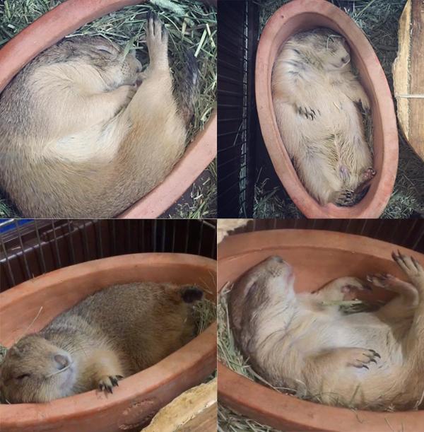 超可愛!賴床土撥鼠