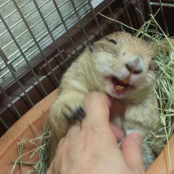 超可愛!賴床土撥鼠