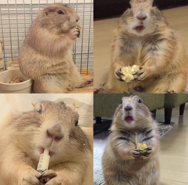 超可愛!賴床土撥鼠