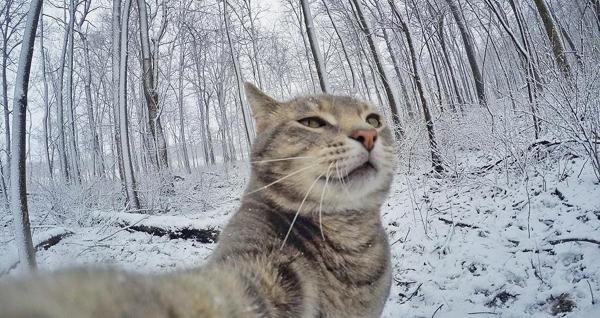 貓界大佬自拍零難度