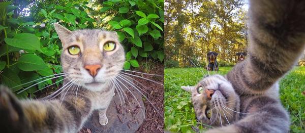 貓界大佬自拍零難度