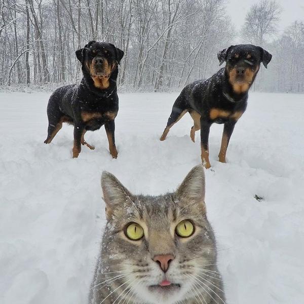 貓界大佬自拍零難度