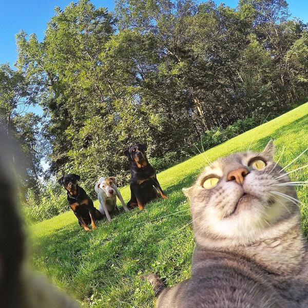 貓界大佬自拍零難度