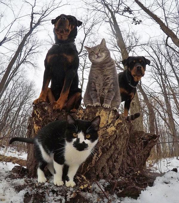 貓界大佬自拍零難度