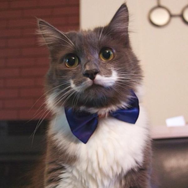 又萌又帥的貓紳士 