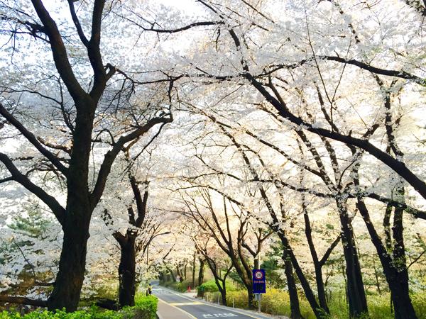 長長的櫻花隧道內，櫻花樹又高又茂密，令人讚歎。
