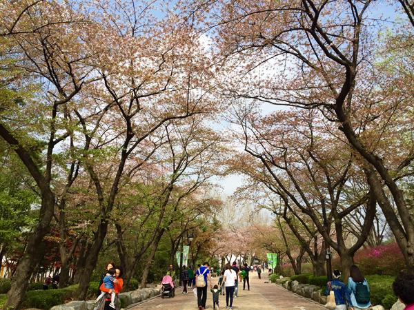 首爾兒童大公園是最早可以觀賞到櫻花景點之一，夾啱時間可以先睹為快。