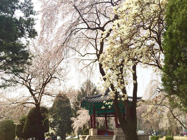 院內的傳統韓式庭園在櫻花的襯托下，凸顯古典美。
