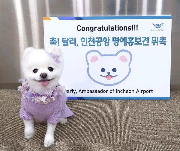 報告！ 韓國仁川機場出現萌爆松鼠狗！