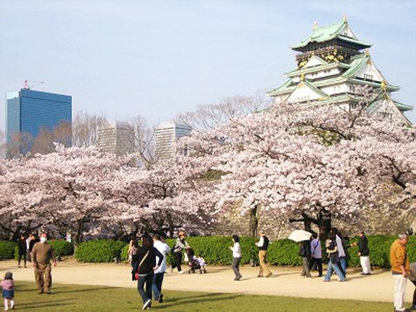 一期一會 大阪 4 大人氣櫻花祭 