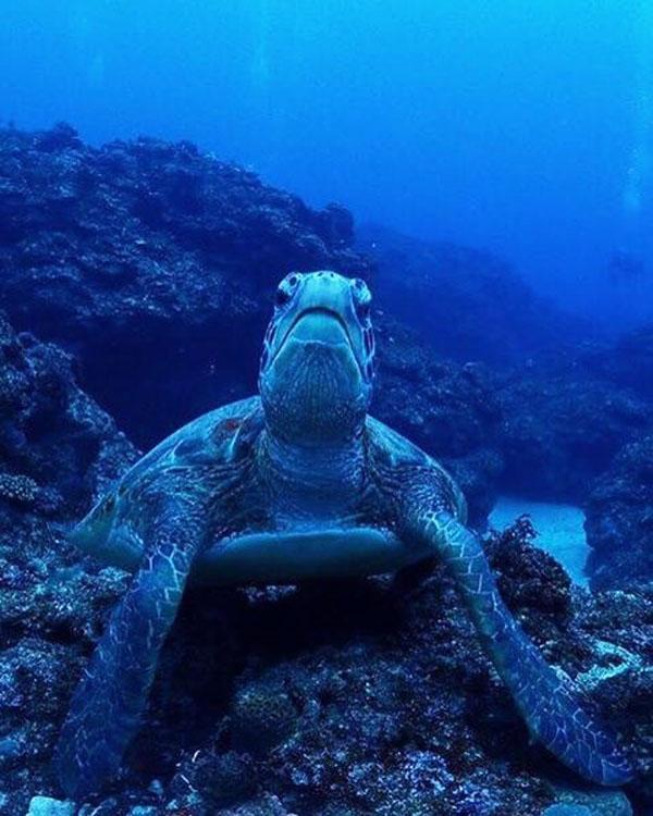 潛入藍色海洋 親親大海龜