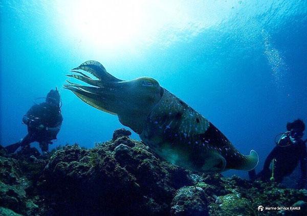 潛入藍色海洋 親親大海龜