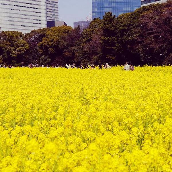 東京市中心 必到油菜花名所