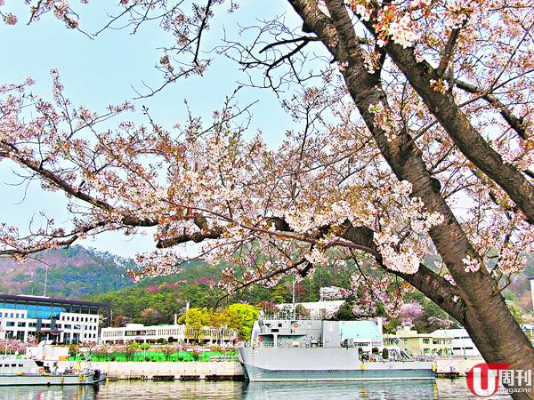 賞櫻一日遊 韓國粉紅國度──鎮海