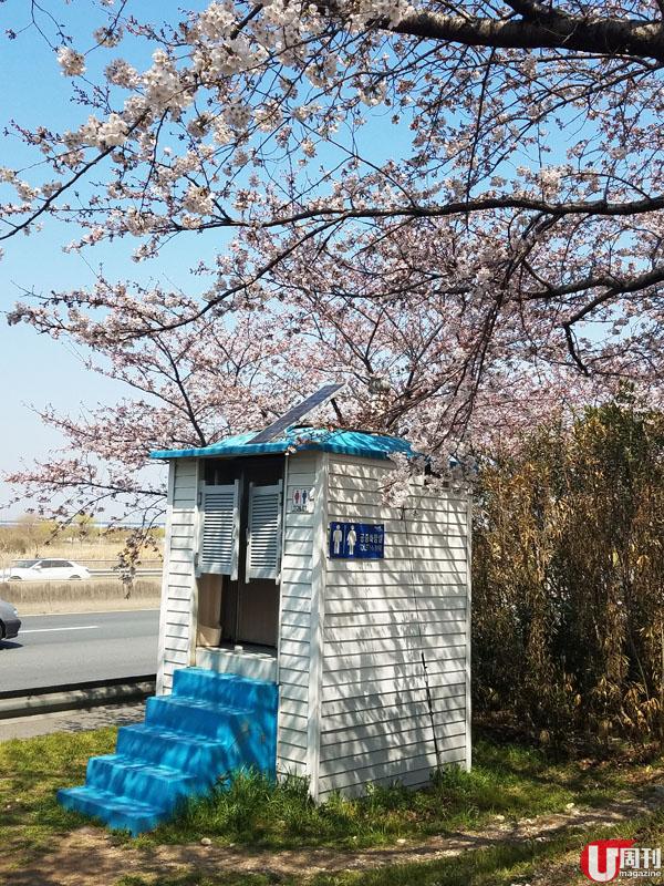 入選韓國最美的 100 條道路 釜山靚絕櫻花隧道
