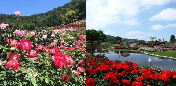 浪漫五月 必去日本 5 大玫瑰園 