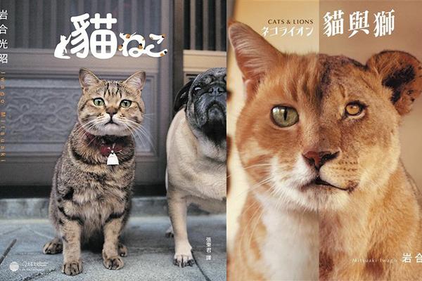 日本得獎攝影師來港影貓 捕捉治癒風景