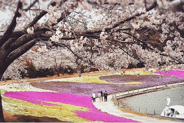 4 月芝櫻盛放 東京近郊 3 大賞花名點 