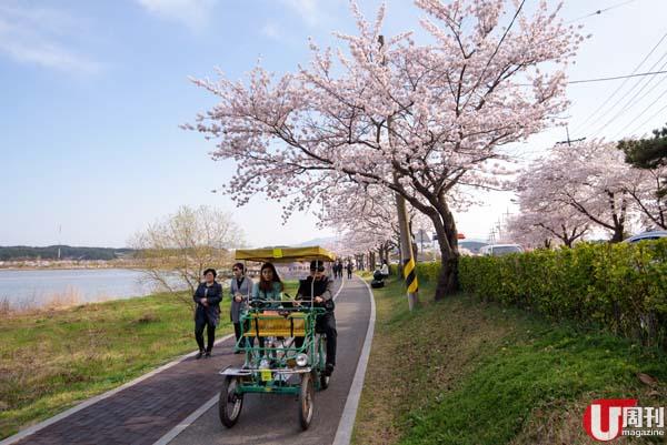 江陵湖邊櫻花路 情侶必去踩單車賞花！