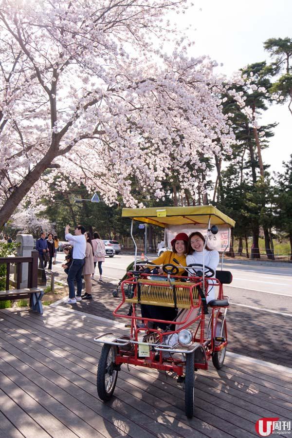 江陵湖邊櫻花路 情侶必去踩單車賞花！