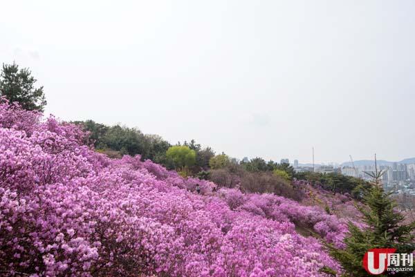 45分鐘車程！首爾近郊賞花行 漫山粉紅杜鵑＋糖霜櫻花