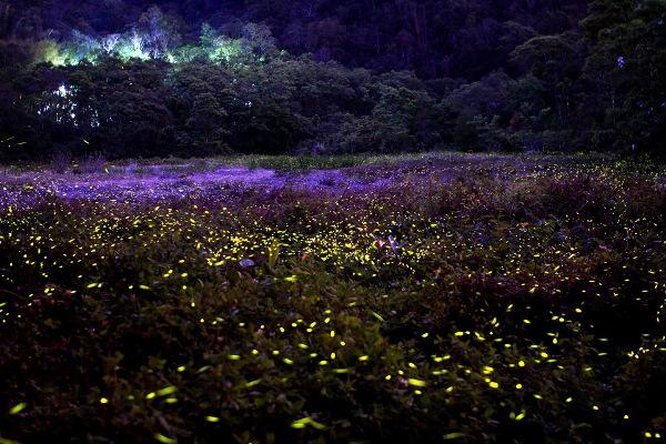 螢火蟲季節將近 台灣 4 大賞螢之地