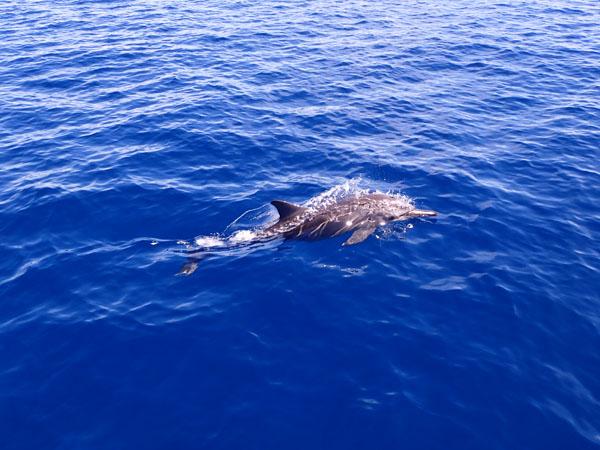 【#潛水靚景】馬爾代夫目擊 海豚與人同游畢生難忘