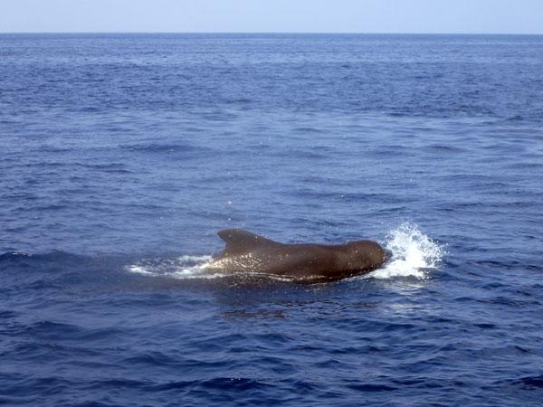 【#潛水靚景】馬爾代夫目擊 海豚與人同游畢生難忘