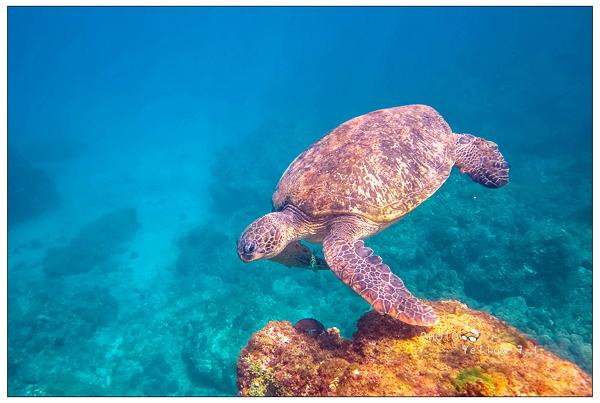 全台唯一珊瑚礁島小琉球 與海龜擦身同游