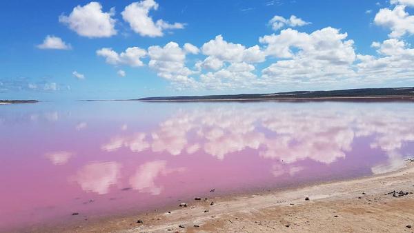 去梯田粉紅湖 畀迷人 Pink 包圍 
