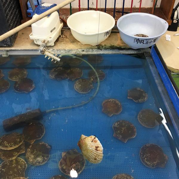 即釣即食！ 日本青森 35 蚊任釣帆立貝