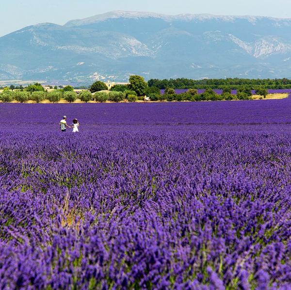 法國詩人 Romain Rolland 曾經講過：「法國之所以浪漫，是因為她擁有普羅旺斯」。冇錯，睇住呢遍紫色花海，加埋藍天同白雲，真係浪漫到暈！
