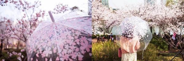 呢把透明傘上面印有櫻花的圖案，就好似櫻花散落喺傘上，企喺櫻花樹下，真係幾可亂真。