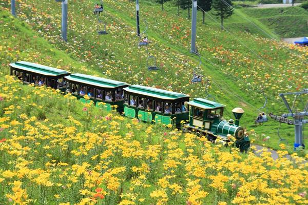 除了吊車，還可以乘坐觀光小火車賞花。