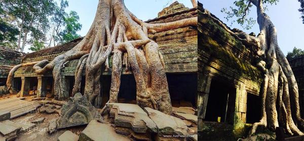 幾乎整座塔普倫寺，被名為蛇樹的卡波克 ( Kapok ) 樹的樹根莖盤踞，雖然非常壯觀，但就因為咁而令人放棄整修。