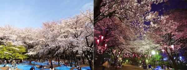 公園內有超過 600 棵櫻花，你睇，若然等 3、4 月櫻花季嚟到影輯婚紗相的話，真係無論日或夜都靚到爆！