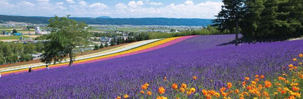 除咗一片紫色的薰衣草外，富田農場的「五彩花田」都好值得一影。