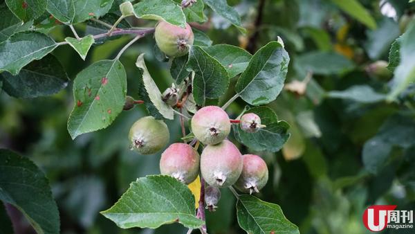 弘前 6 月的蘋果雖未成形，不過亦有「疏果」體驗，摘掉 Size 較細的小蘋果，好讓養份集中在樹枝上最大的蘋果，收成時，一棵蘋果樹可種到約 200 個蘋果！