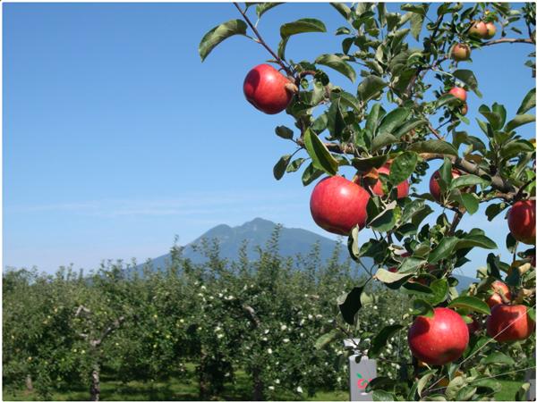 青森蘋果的產量為全國之首，其次是岩手、秋田，但你知道日本的蘋果原是由美國引入的嗎？據說有位美國船長在平治 8 年把蘋果帶到北海道，青森縣政府其後帶 3 棵品種為「黃金美味」的蘋果樹回來，直至今日種出一