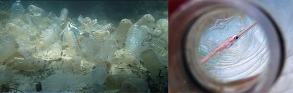 小硫球的水下生態攝影師在記錄海底世界的同時，卻發現了海洋的污染問題。他潛入水底，看見的不是美麗的珊瑚，色彩繽紛的魚群，而是大量膠樽！在影片中，整個海床都佈滿膠樽，隨水流飄浮，甚至有魚被困樽內。影片上載