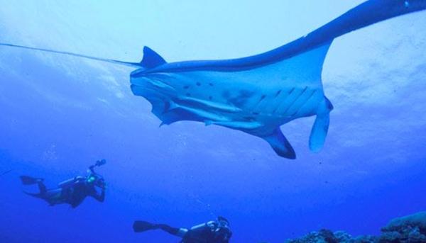 如果想見到魔鬼魚嘅話，就可以去沖繩對開嘅海島──石垣島啦！石垣島亦係潛水環境極佳嘅地方，呢邊雖然無鯨鯊，但係有我哋經常喺水族館見過嘅魔鬼魚！(圖：store.go2ishigaki.com)