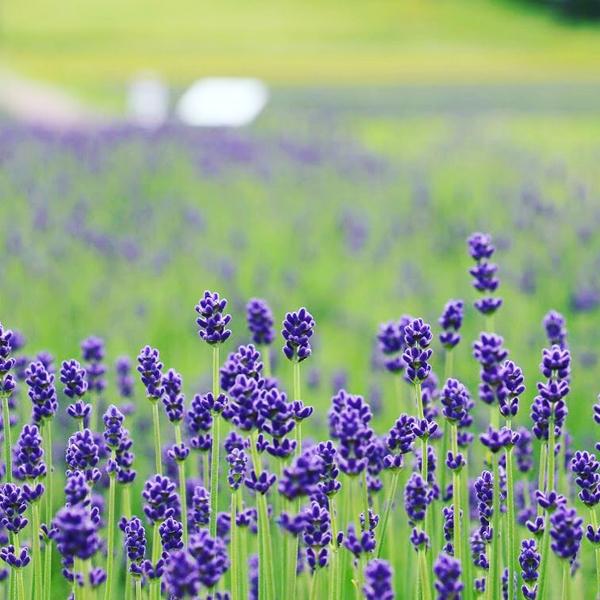 薰衣草最理想的觀賞期為 7 月中旬至 8 月中旬。（圖：tambara.lavenderpark @FB）