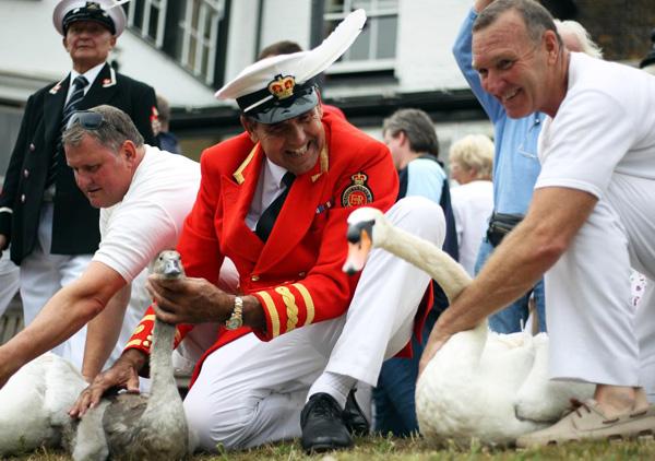早於 12 世紀，天鵝在英國仍屬高級「食材」，為確保宴會上有足夠的天鵝供應，英國法律當時確立了君王對天鵝的擁有權，公開水域中未被標記的疣鼻天鵝（unmarked mute swans）都歸英女王所有。