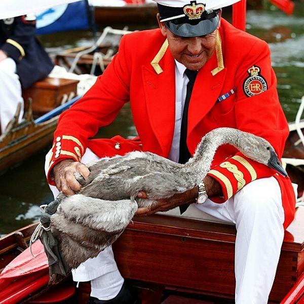 又到 7 月第三個星期，女王手下的天鵝統計員（Swan Marker），連同  Vintners' and Dyers' Livery Companies 的統計員（Swan Uppers）會組成共六