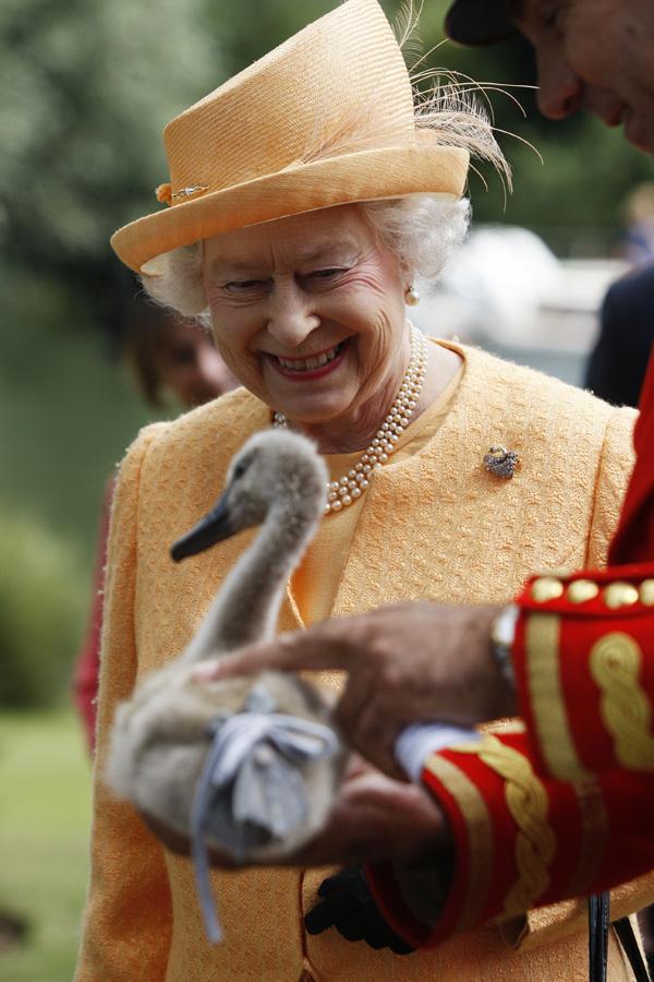 雖然成條河啲鵝都屬於佢，但其實英女王只曾於 2009 年前往 Swan Upping 現場視察，一次咁多！