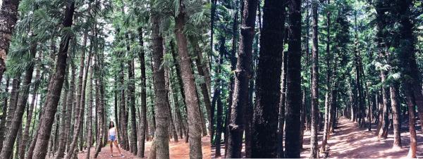 黑森林內的樹木非常高大，加上樹木顏色偏黑，入到嚟就好似去咗 Angelina Jolie 電影《黑魔后》的森林場景中，真心覺得幾有型！（圖：anica_ciao@ig、ssulinghuang@ig）