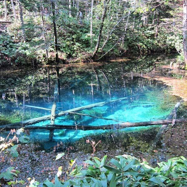 在北海道清里町深山的「神之子池」，可說是日版「藍湖」，池水同樣清澈見底，連沉在 5 米深水底的樹幹亦一覽無遺，由於水溫長年低於攝氏 8 度，所以木幹依然可完整保存。神之子池水來自摩周湖，有指最佳賞池位
